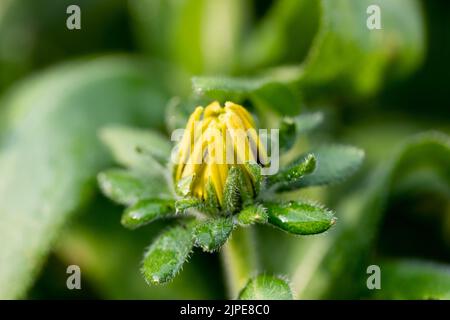 Rudbeckia 'Sunbeckia Mia' Black-eyed susan flower bud Stock Photo