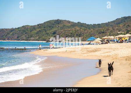 Two dogs running along a beach in Sayulita, Mexico Stock Photo