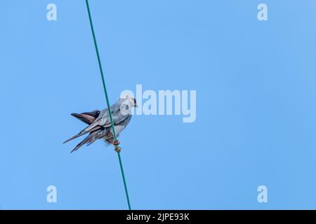 Mississippi kite perched on a wire in New Orleans, LA, USA Stock Photo