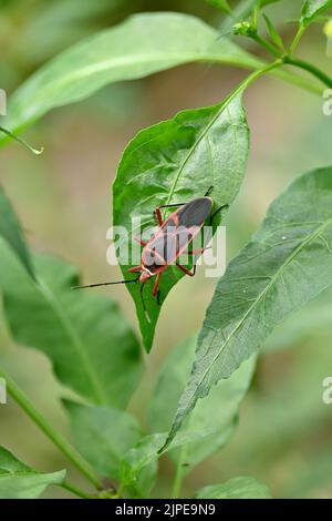 closeup the small red black color weevil insect hold on ladyfinger plant leaf over out of focus green brown background. Stock Photo