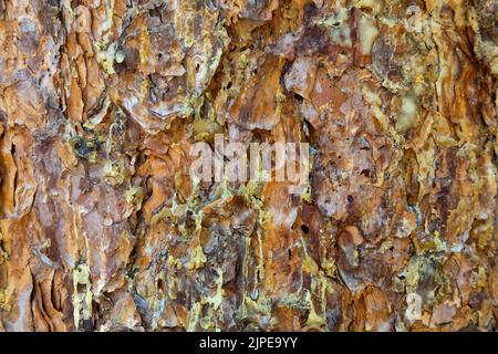 Weeping pitch, Pine Bark Beetle infestation  'Dendroctonus ponderosae', Ponderosa Pine 'Pinus ponderosa'. Stock Photo