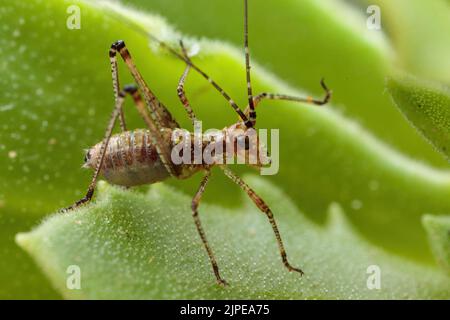 Phaneroptera bush cricket nymph on a leaf Stock Photo