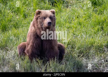 An Alaskan brown bear sitting along the shore of Mikfik Creek in McNeil River State Game Sanctuary and Refuge.