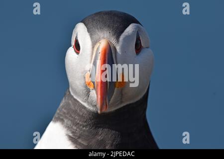 Atlantic puffin close up front view Stock Photo