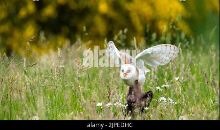 A closeup shot of barn owl (Tyto alba)  flying low over field with yellow-green blurred background