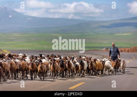 Shepherd and his flock of sheep walk on the road near the town of Digor, Turkey Stock Photo