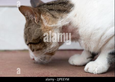 Wound on cat neck. Cat veterinary theme Stock Photo