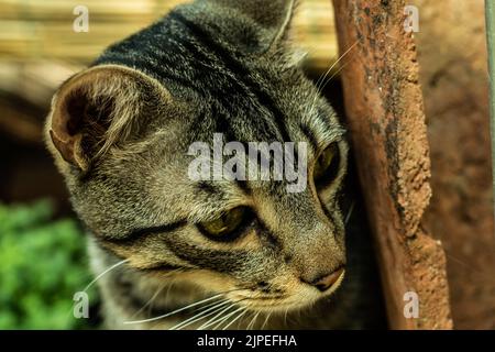 Portrait of gray tabby cat hiding behind a tile Stock Photo