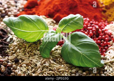 spices, herb, spice, herbs Stock Photo
