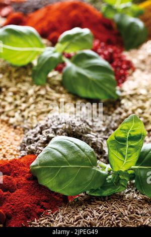 basil, spices, herb, basils, spice, herbs Stock Photo