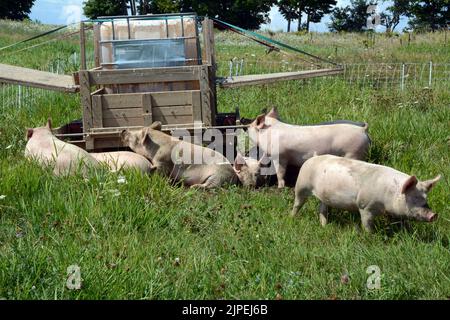 Free range pigs drinking from a water trough humanely raised at an organic sustainable small-scale farm near the town of Creemore, Ontario, Canada. Stock Photo