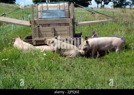 Free range pigs drinking from a water trough humanely raised at an organic sustainable small-scale farm near the town of Creemore, Ontario, Canada. Stock Photo