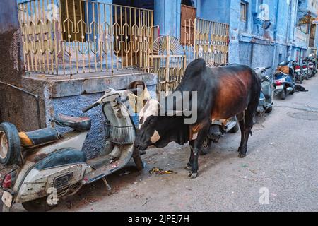 street, india, holy cow, road, roads, streets, indian, indias, holy cows Stock Photo