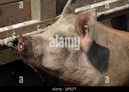 Free range pigs drinking from a water trough humanely raised at an organic sustainable small-scale farm near the town of Creemore, Ontario, Canada. Stock Photo