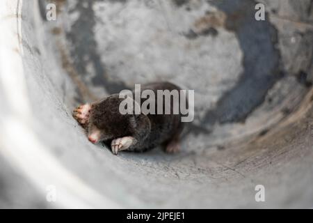 earthen mole caught in a bucket. Animal Pest crop on the farm and in the garden. Pest control. Stock Photo