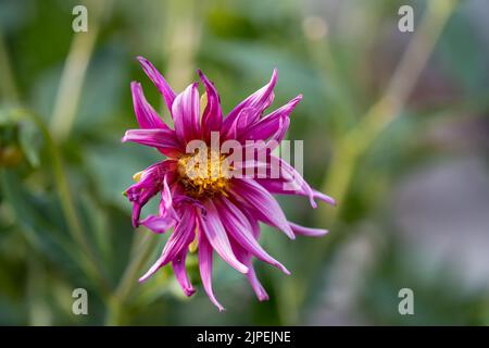 close-up of a purple garden dahlia pinnata var. in full summer bloom Stock Photo