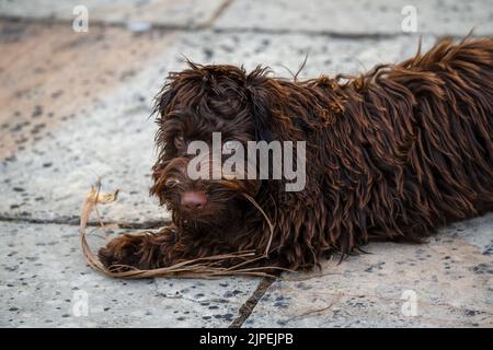 close-up of a pink-nosed red brown cockapoo puppy, eyes focused on the camera Stock Photo