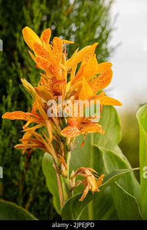 close up of a beautiful yellow canna lily, Indian shot (Canna indica) in early summer bloom Stock Photo