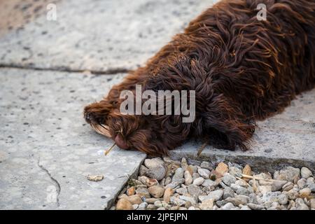 close-up of a pink-nosed red brown cockapoo puppy, eyes focused on the camera Stock Photo