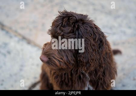 close-up of a pink-nosed red brown cockapoo puppy, eyes focused on the camera Stock Photo