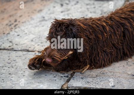 close-up of a pink-nosed red brown cockapoo puppy, eyes focused on the camera Stock Photo