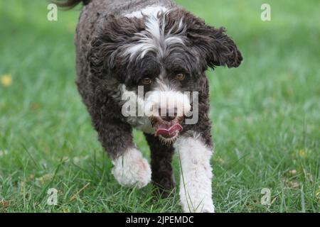 Brown and white Portuguese Water Dog running in a field in summer in front view Stock Photo