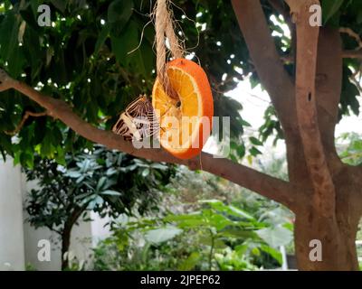 A closeup shot of a colobura dirce butterfly on a slice of an orange, hanging from a tree Stock Photo