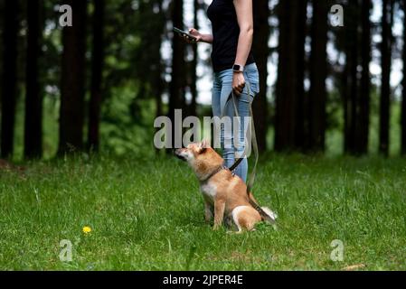 Shiba inu, on a leash, in the park for a walk. High quality photo Stock Photo