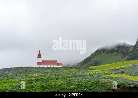 The Lutheran Myrdal Church surrounded by blooming lupine flowers in Vik, Iceland Stock Photo