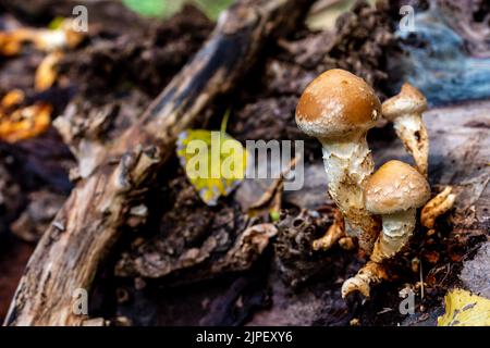 Pholiota microspora, commonly known as Pholiota nameko or simply nameko is a small, amber-brown mushroom with a slightly gelatinous coating that is us Stock Photo