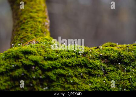 Fallen tree trunks lying on the ground covered with thick green moss close-up view. Stock Photo