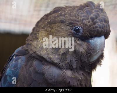 A closeup portrait of a splendid dazzling female Glossy Black-Cockatoo in outstanding beauty. Stock Photo