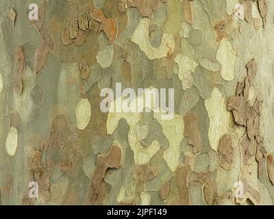 Abstract / texture: Close up of the khaki like colours & pattern of the peeling bark of the trunk of an ornamental plane tree; Orange, southern France. Stock Photo