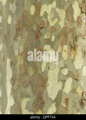 Abstract / texture: Close up of the khaki like colours & pattern of the peeling bark of the trunk of an ornamental plane tree; Orange, southern France. Stock Photo
