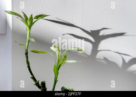 Lucky bamboo leaves creating a shadow on the white wall Stock Photo