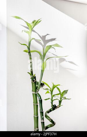 Lucky bamboo leaves creating a shadow on the white wall Stock Photo