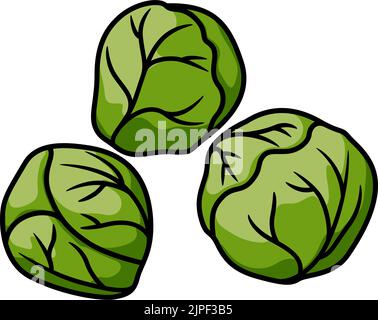 Brussels sprouts isolated leaf vegetable edible buds. Vector mini cabbage, vegetarian food Stock Vector