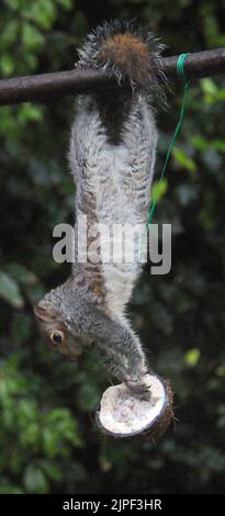 There's more than one way to crack a nut.  A grey squirrel hangs by its toesthen clings  on grimly to the swinging nut and still manages a bite to eat. The acrobatic tufty got the better of Alice Hancock's  scheme to stop squirrels stealing coconuts put out for the birds in  her garden at Hindhead, Surrey. Alice, 38, rigged up a pole and suspended the nut from it out of the squirrels reach but it took just a few minutes for the cheeky grey to work out how to get dinner. Alice said ''I'm determined to get the better of him but its back to the drawing board in my battle of wits with the little p Stock Photo