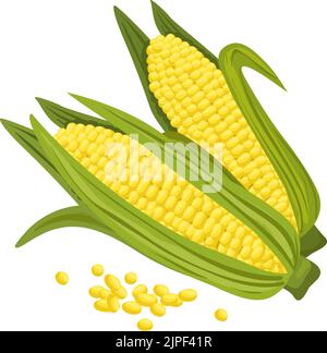 Corn cobs and maize grains isolated. Vector sweetcorn corncobs, vegetarian food Stock Vector