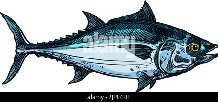 Blackfin tuna hi-res stock photography and images - Alamy