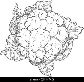 Natural Organic Vegetable cauli flower, Healthy Vector Green Food Stock ...