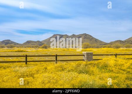 The Brass Buttons (Cotula coronopifolia) plant are blooming in the spring. Yellow wild flowers blooming in the meadow with mountain backgroun. Stock Photo
