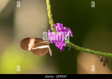 Red Postman (Heliconeus erato) Stock Photo