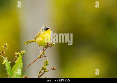 Grey-crowned Yellowthroat (Geothlypis poliocephala) Stock Photo