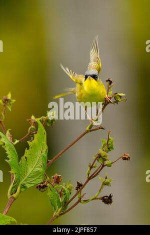 Grey-crowned Yellowthroat (Geothlypis poliocephala) Stock Photo