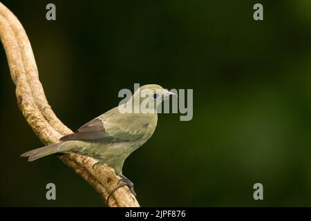 Palm Tanager (Thraupis palmarum) Stock Photo