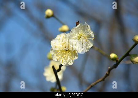 two light yellow plum flowers blossom on a tree branch in sunny day Stock Photo