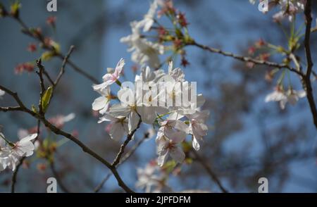 groups of sakura blossom on the branch in sunny day Stock Photo