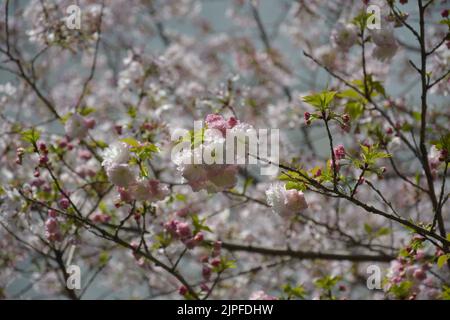 branches of white pink sakura flowers blossoms in sunny day in the park Stock Photo