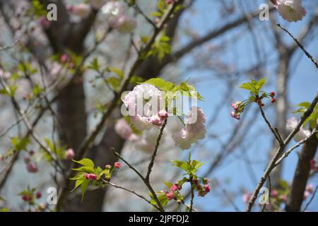 small white pink sakura blossom with green leaves on the tree in spring sunny day Stock Photo